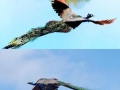 Flying Peacocks