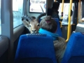 Saw a goat on a bus
