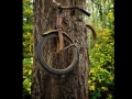 The tree's still waiting