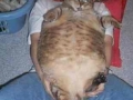 Big Pussy