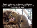 Good Guy Squirrel