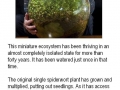Garden in a bottle