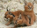 Baby bobcats