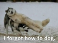 Forgot how to dog
