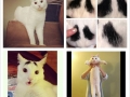 Sam, the cat with eyebrows