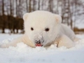 Baby polar bear