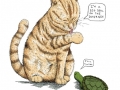 Cats and Turtles