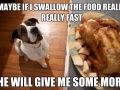 Dog logic