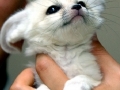 Baby Fennec Fox