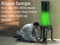 Algae lamps