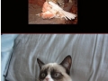 Grumpy cat approves