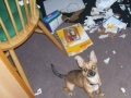 Bad Dog