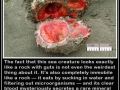 A weird rock