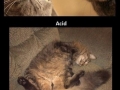 Cats on drugs