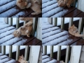 Flip fail