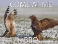 Come at me bro!