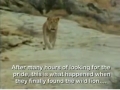 Christian the lion