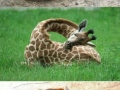 How giraffes sleep