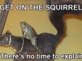 Get on the squirrel