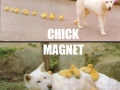 Chick magnet