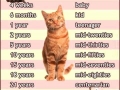 How old is your cat?