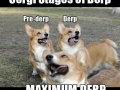 Corgi stages of derp