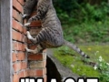 I'm a cat