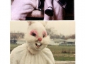 WTF Easter Bunny