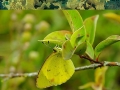 Camouflage