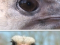 An ostrich's eye