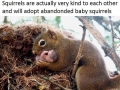 Good guy squirrels