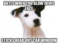 Dog's logic