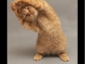 Yoga Cat