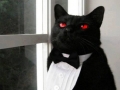 Butler cat