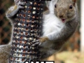 Dat Squirrel