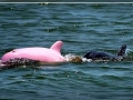Albino Dolphin