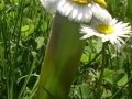 Daisy exposed to radiation