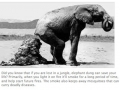 Good guy elephant