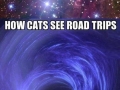 Cats and dogs on road trips
