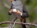 A bird enjoying coffee