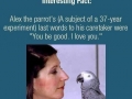 Alex the parrot