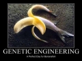 Genetic engineering