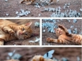 Kitty with butterflies