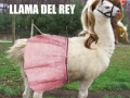 Lama del rey