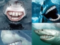 Sharks with human teeth