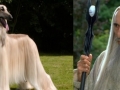 Saruman & Afghan hound