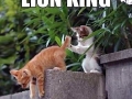 Let's play lion king
