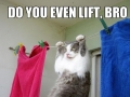Even cats lift