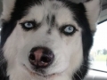 Funny Husky faces