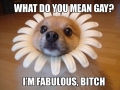 I'm just fabulous!